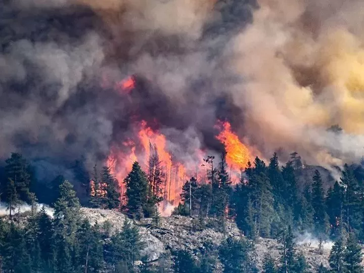 BC爆发大规模山火! 烈火蔓延1000公顷 场面恐怖 3700户居民面临疏散!