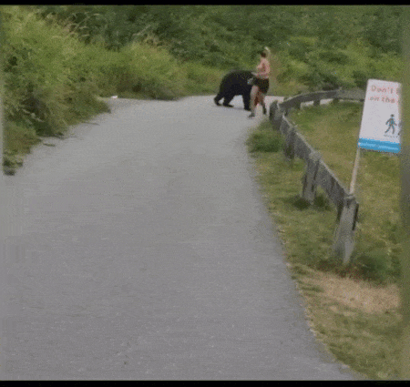 可怕! 大温一名女子跑步时遇黑熊 竟遭熊爪拍腿调戏 接下来一幕吓傻所有人