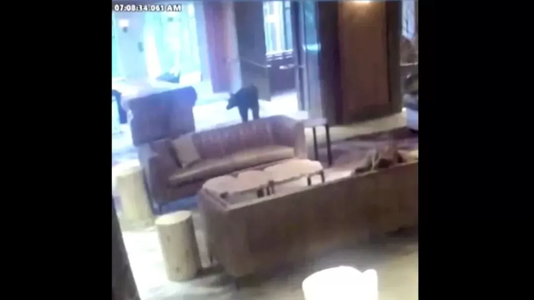 吓傻! 黑熊闯进酒店大堂 悠闲度步四处游荡! 大温女子撒腿狂奔