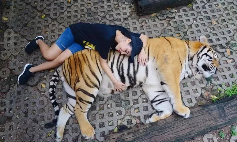 惊呆! 亚裔美女遇老虎求合影 竟伸手抓猛兽蛋蛋 为发朋友圈简直不要命!