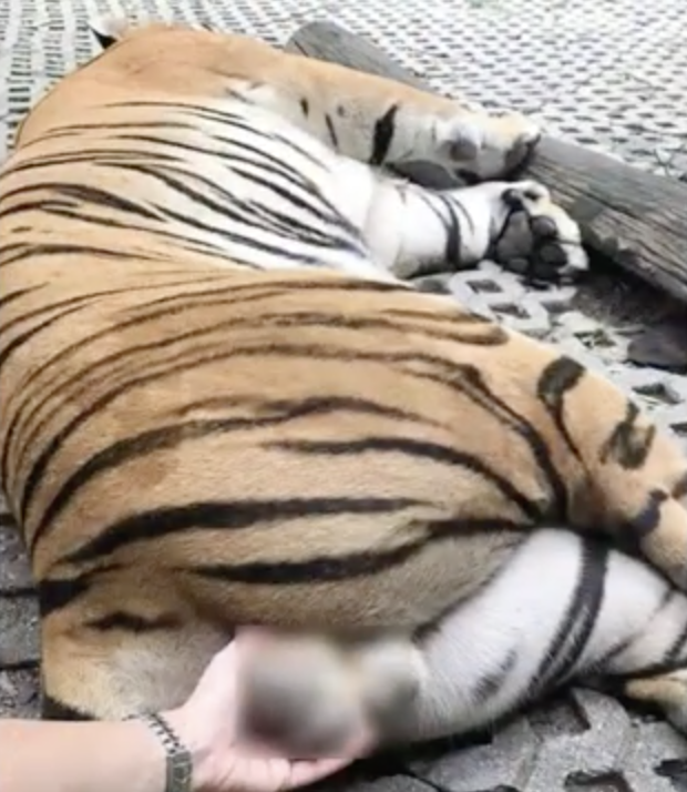 惊呆! 亚裔美女遇老虎求合影 竟伸手抓猛兽蛋蛋 为发朋友圈简直不要命!