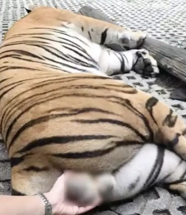 惊呆! 亚裔美女遇老虎求合影 竟伸手抓猛兽蛋蛋 为发朋友圈简直不要命!