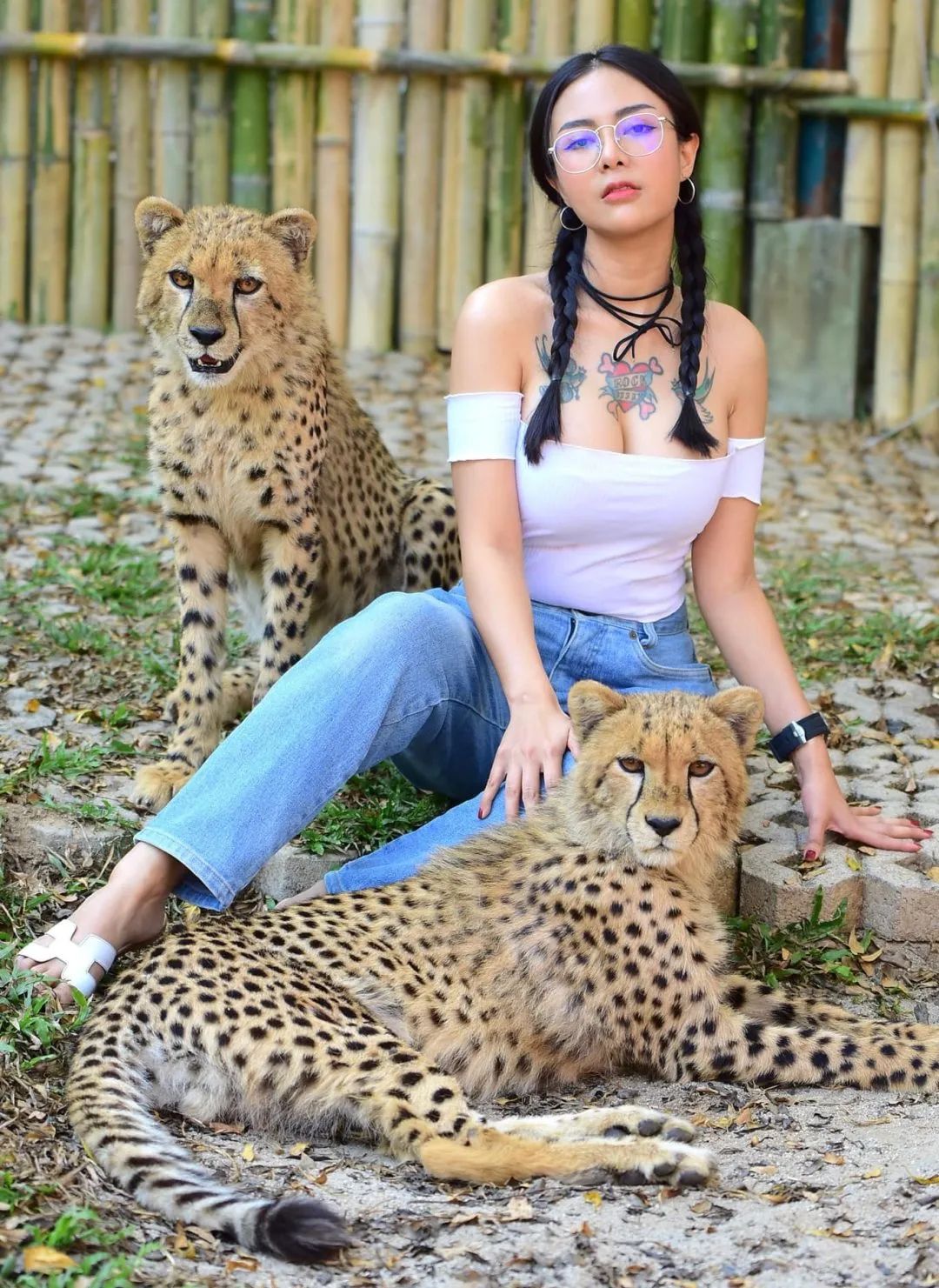 惊呆! 亚裔美女遇老虎求合影 竟伸手抓猛兽蛋蛋 为发朋友圈简直不要命!
