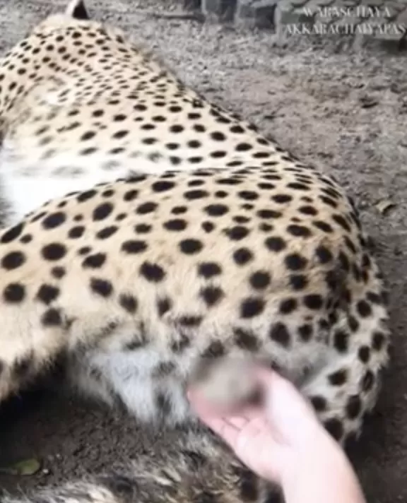 惊呆! 亚裔美女遇老虎求合影 竟伸手抓猛兽蛋蛋 为发朋友圈简直不要命!