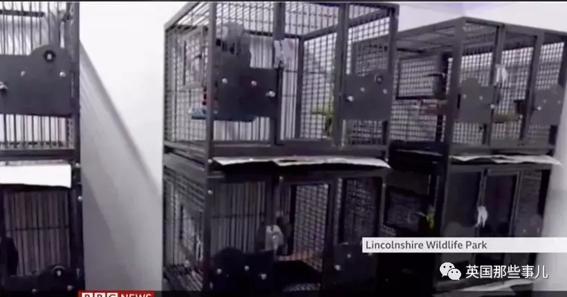 英国5只灰鹦鹉集体爆粗跟游客对骂，居然都是被一只带坏的？？