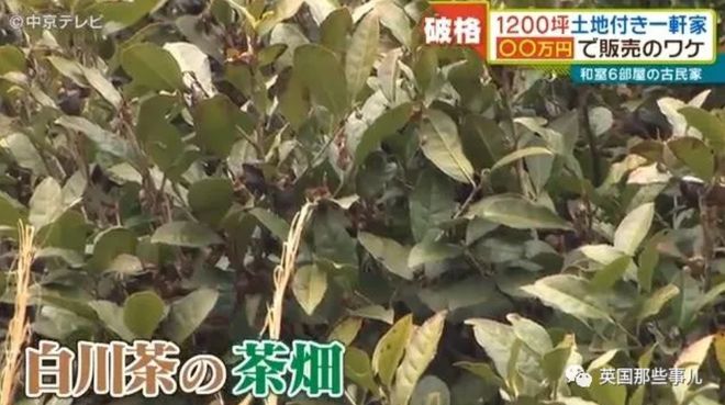 日本乡下古宅仅卖9000元 带4000平田地还送家具