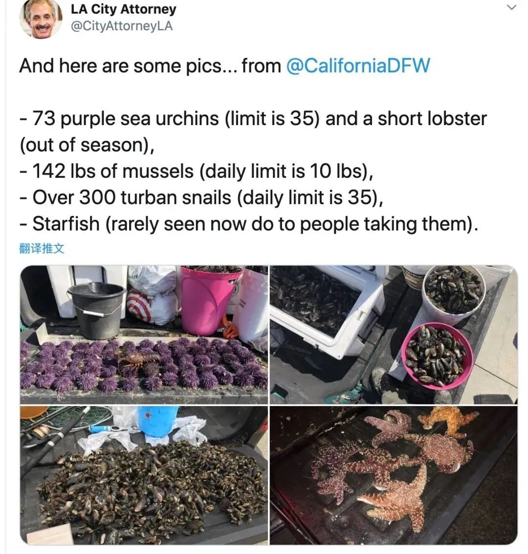 贪小便宜栽了! 45名华人海边狂挖海胆龙虾 惨遭逮捕 罚款7万!