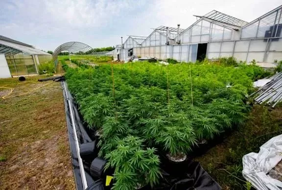 突发! 29名加拿大华人遭逮捕 $1.5亿财物没收 警察冲进列治文住宅抓人!