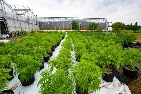 突发! 29名加拿大华人遭逮捕 $1.5亿财物没收 警察冲进列治文住宅抓人!