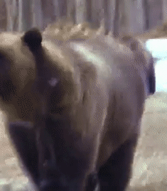 加拿大男子偶遇熊群 躲在车里大气不敢出 下一秒直接吓瘫!