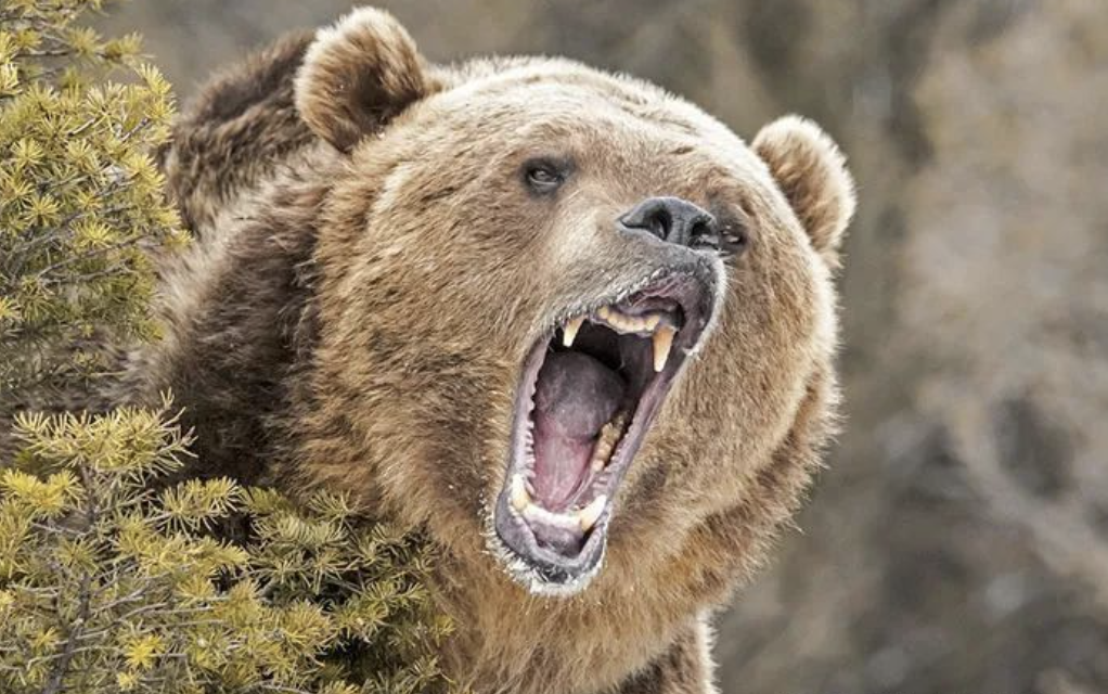 加拿大男子偶遇熊群 躲在车里大气不敢出 下一秒直接吓瘫!