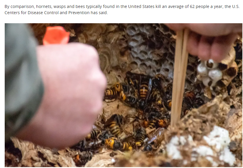 恐怖! 亚洲大黄蜂现身美加边境 科学家带队捅窝 惊现500活体!