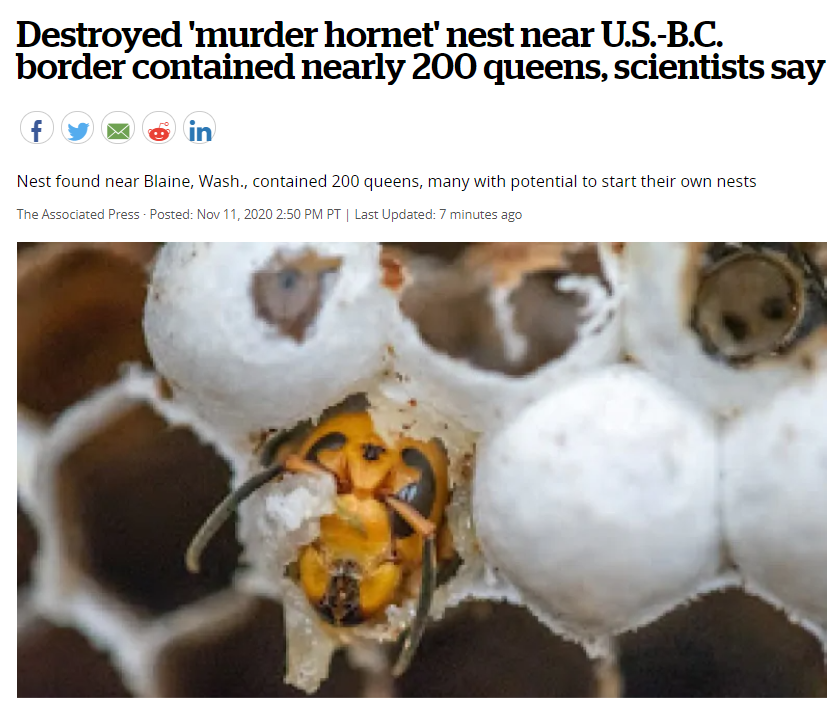 恐怖! 亚洲大黄蜂现身美加边境 科学家带队捅窝 惊现500活体!