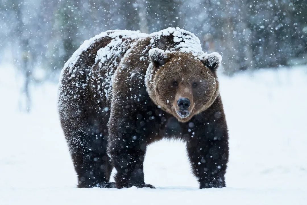 惊险! 滑雪遇巨熊狂追 路人都吓到尖叫 他急中生智一招救命! 社会 第1张