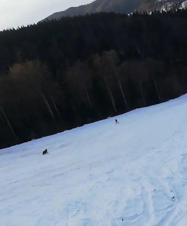 惊险! 滑雪遇巨熊狂追 路人都吓到尖叫 他急中生智一招救命! 社会 第3张