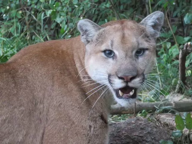 警报! 大温男孩遭两头美洲狮跟踪 猛兽闯民宅开杀戒! 华人小心! 生活 第7张