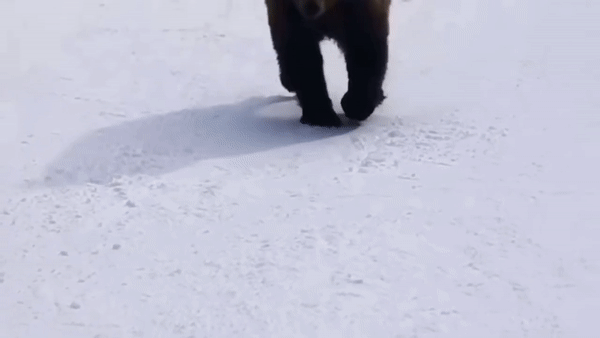 恐怖! 游客滑雪遇凶猛棕熊 教练舍身当诱饵 遭猛兽狂追 堪比电影大片! 生活 第12张