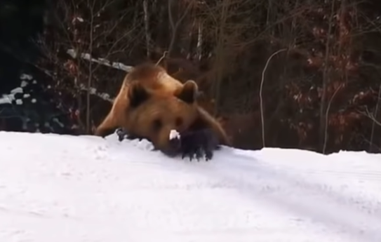 恐怖! 游客滑雪遇凶猛棕熊 教练舍身当诱饵 遭猛兽狂追 堪比电影大片! 生活 第5张