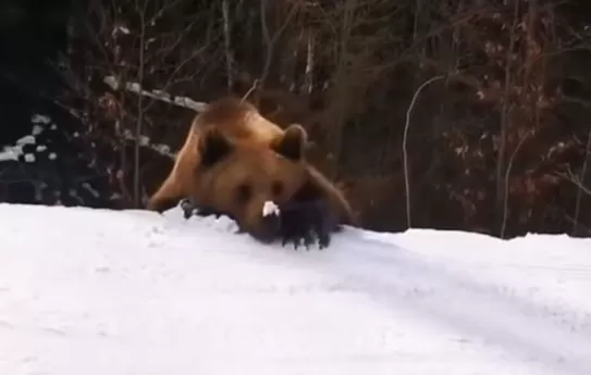 恐怖! 游客滑雪遇凶猛棕熊 教练舍身当诱饵 遭猛兽狂追 堪比电影大片! 生活 第5张