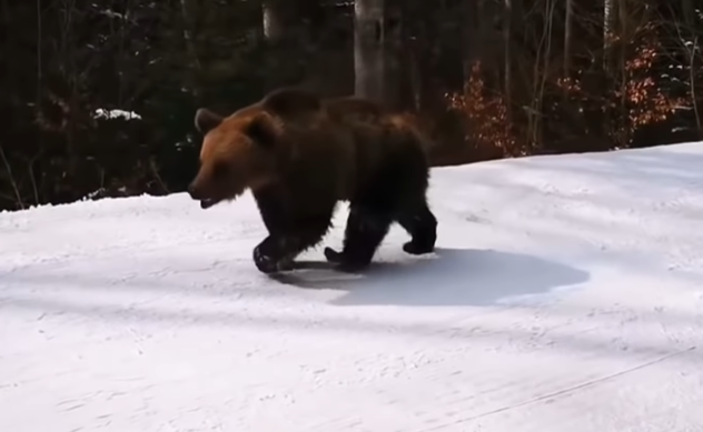 恐怖! 游客滑雪遇凶猛棕熊 教练舍身当诱饵 遭猛兽狂追 堪比电影大片! 生活 第3张