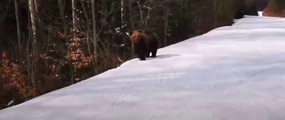 恐怖! 游客滑雪遇凶猛棕熊 教练舍身当诱饵 遭猛兽狂追 堪比电影大片! 生活 第2张