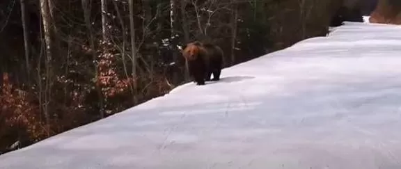 恐怖! 游客滑雪遇凶猛棕熊 教练舍身当诱饵 遭猛兽狂追 堪比电影大片! 生活 第2张