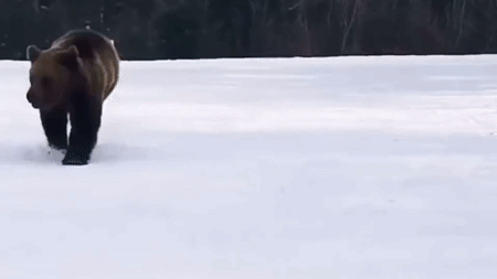 恐怖! 游客滑雪遇凶猛棕熊 教练舍身当诱饵 遭猛兽狂追 堪比电影大片! 生活 第9张