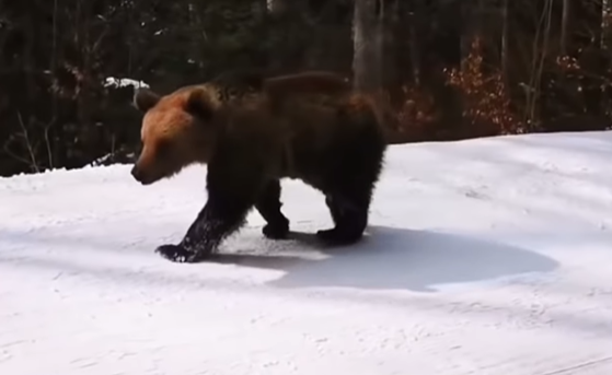 恐怖! 游客滑雪遇凶猛棕熊 教练舍身当诱饵 遭猛兽狂追 堪比电影大片! 生活 第7张