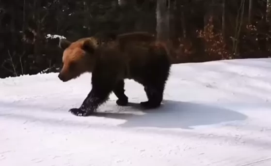 恐怖! 游客滑雪遇凶猛棕熊 教练舍身当诱饵 遭猛兽狂追 堪比电影大片! 生活 第7张