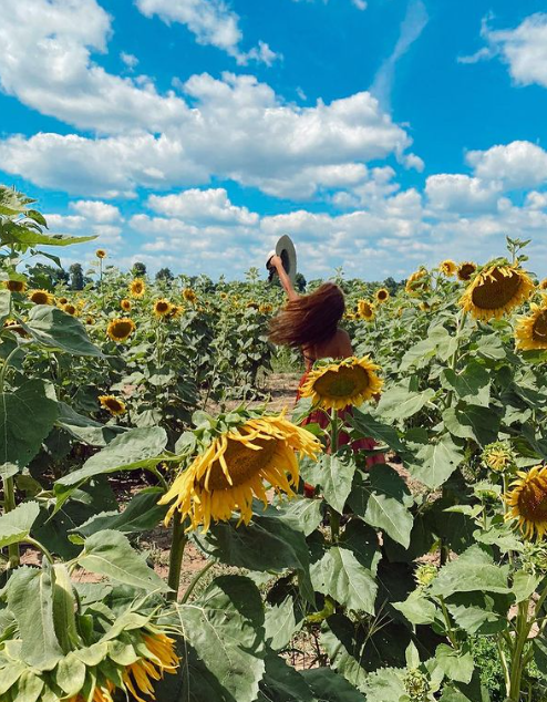 安省农场三色向日葵组成5英亩超大迷宫！拍照超出片！