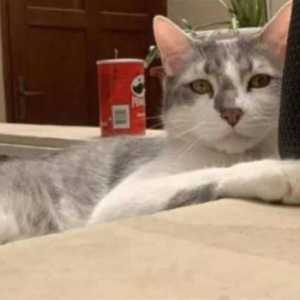 女子坐飞机托运猫咪丢失 航司竟雇通灵师寻找