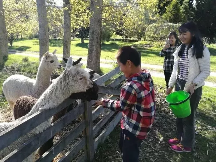 （一家人出去玩，儿子在喂羊驼）