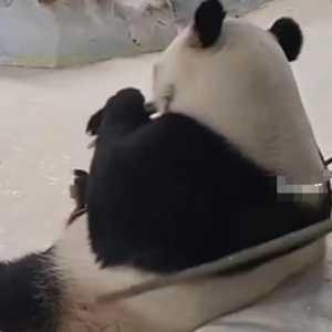 南京熊猫被竹竿“拍”打 游客看了嬉笑 饲养员却遭网暴