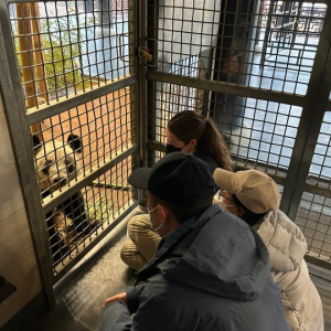 “回家”在即… 旅美熊猫丫丫吃中国饼干 过渡期平稳