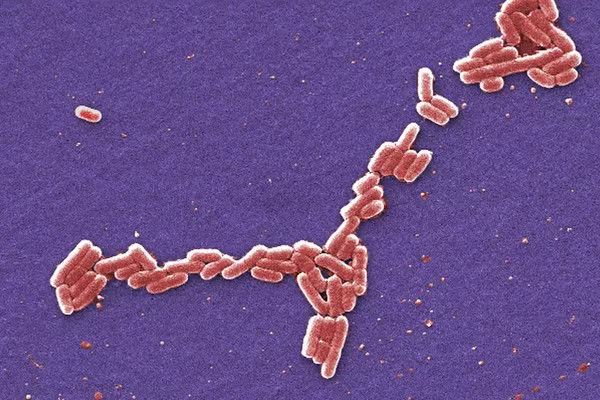 ▲▼致命細菌「類鼻疽桿菌」（Burkholderia pseudomallei）。（圖／達志影像／美聯社）