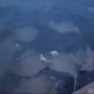 海啸要来了？大马上百只“魔鬼鱼”聚海边 疯窜出海面