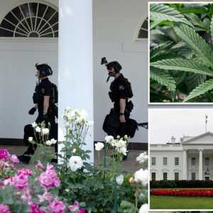 白宫去年"2次发现大麻" 拜登被酸"总获得特权"