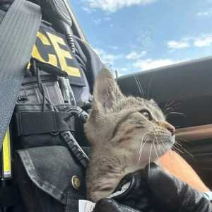 发声音寻警察自救 加国小猫咪网上走红