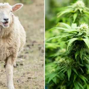一群羊闯入温室吃掉600磅大麻嗨翻！一蹦三尺高…