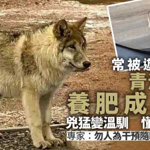 可可西里野狼“判若两狼” 被投喂肥成网红 专家警告