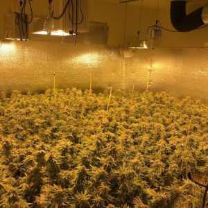 华人种大麻被捕 误信不良建议找人顶替 劳役变牢狱