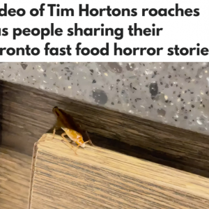 加拿大Tim Hortons取餐台旁蟑螂乱窜！这些连锁快餐也被点名