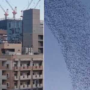震前异象：千鸟列队飞过 路旁地砖上下隆起“像呼吸”