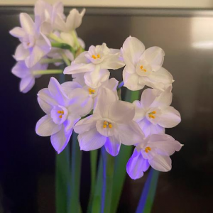 华人买水仙花当年货 结果奇臭无比