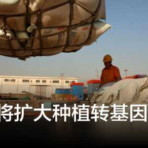 中国将扩大种植转基因大豆与玉米 减少进口依赖