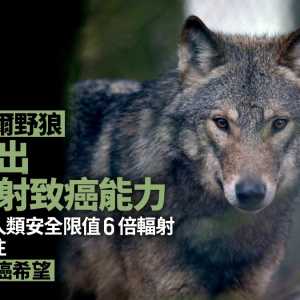 切尔诺内利野狼“进化出抗辐射” 或成治癌新希望