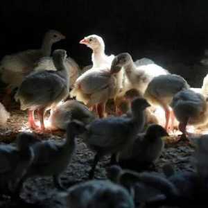 少年中H5N1危殆 卑诗两市再有禽流感个案 总数增至37宗