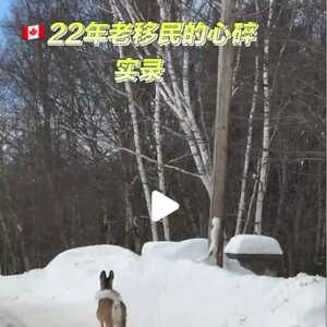 一个华人老移民心碎实录:22年见证加拿大文明坍缩
