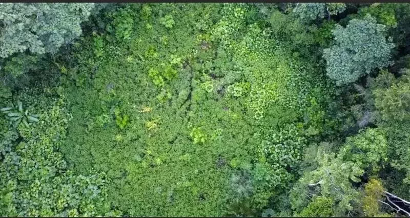 飞机迫降 被鳄鱼包围 36小时真实版亚马逊历险记
