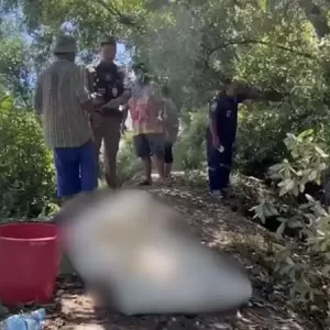 男子修剪树木时被蚂蚁咬伤 不幸身亡